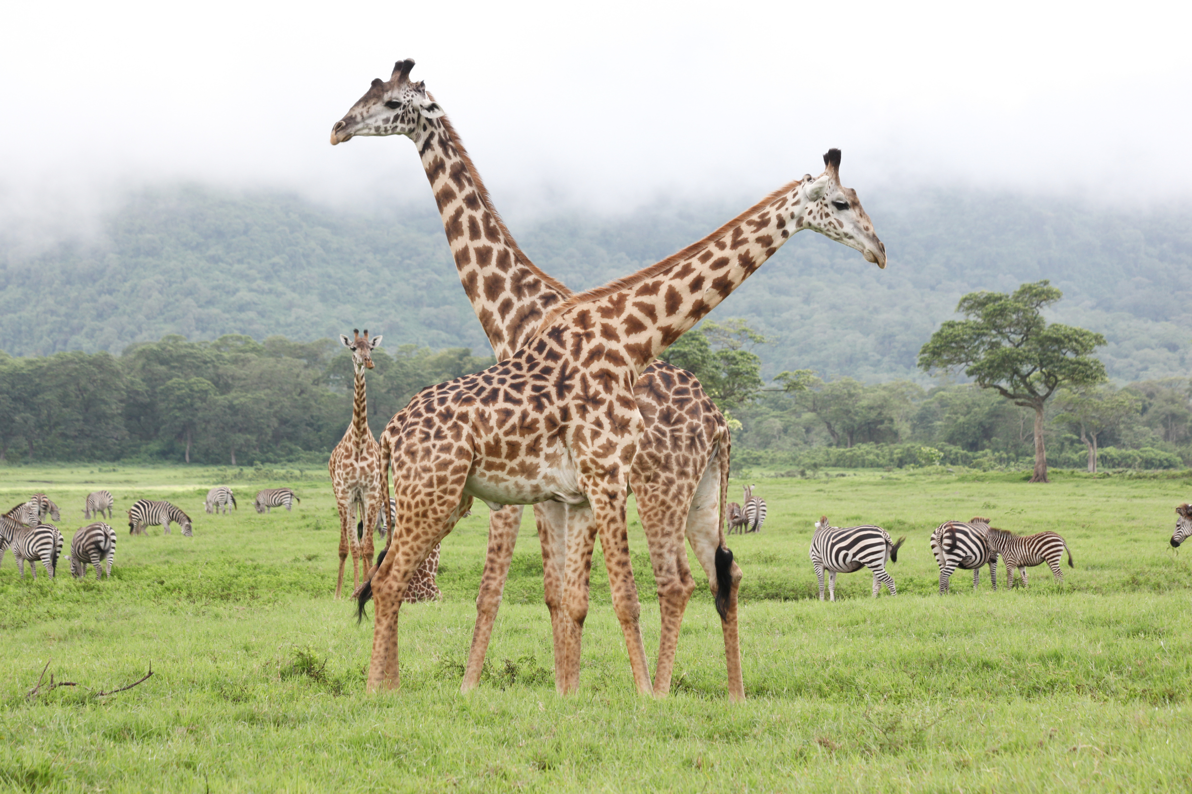 20_Arusha_National_Park[1].webp